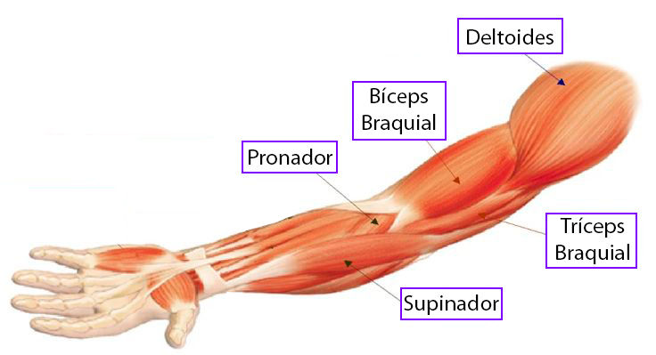 Músculos del brazo