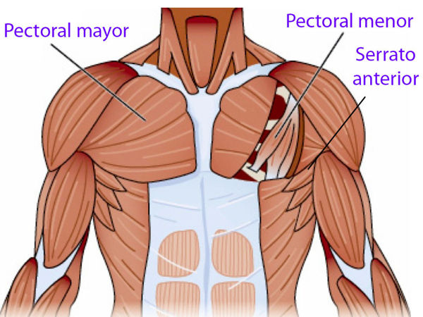 grupos musculares del pectoral