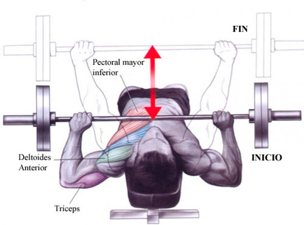 técnica ejercicio press banca